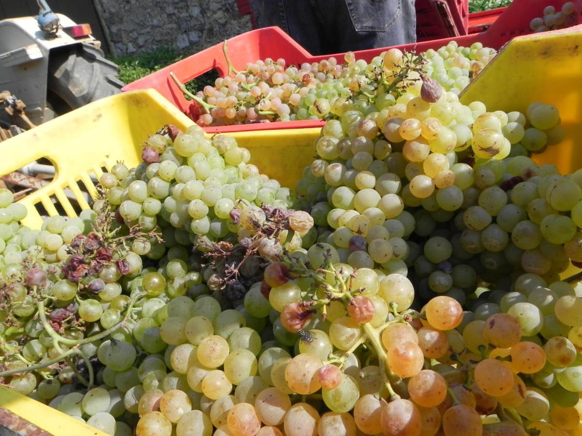 Agriturismo Il Cuscino Nel Pagliaio Campiglia Marittima Zewnętrze zdjęcie